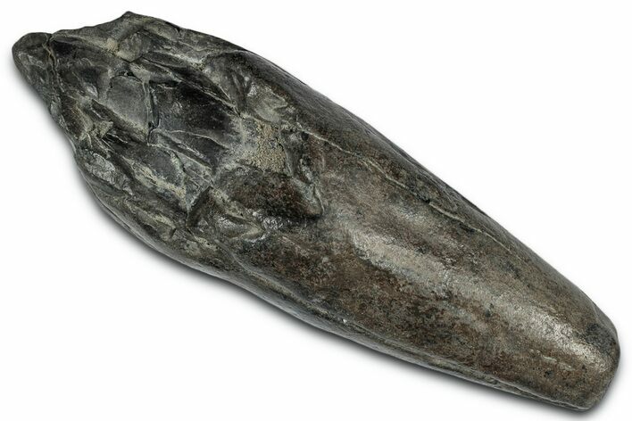 Fossil Sperm Whale (Scaldicetus) Tooth - South Carolina #332054